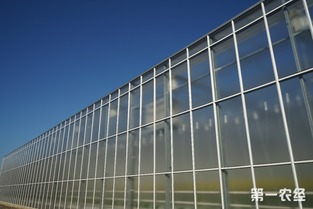 歸園新農人 80末“富二代”留學歸來，打造歐荷生態小番茄的綠色夢想